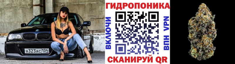 Канабис MAZAR  Сураж 